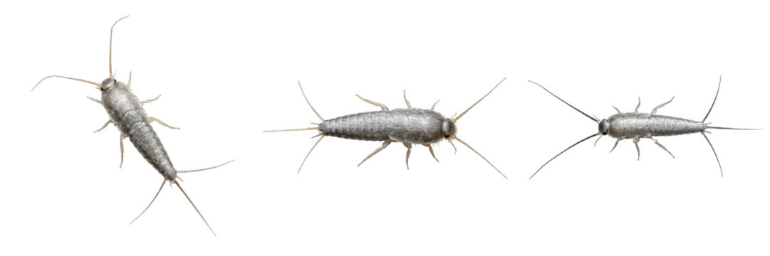 Silverfish Pest Collection: Set of Silver-Grey Wingless Insects Isolated on White Background for Entomology and Pest Control Education