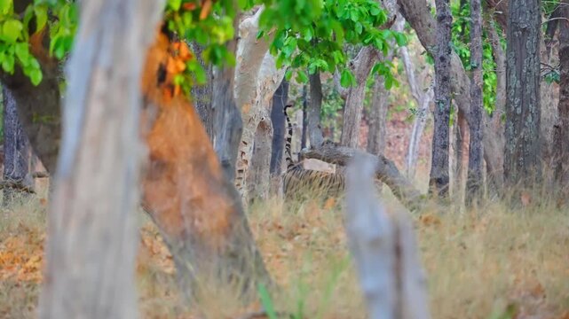 Tiger cub&mdash;playful, curious striped kitten with oversized paws and innocent eyes, learning survival in the wild.