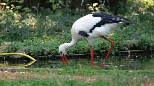 White stork walking in a shallow pond with red beak and legs, black and white plumage, leg band and green garden background, side view wildlife scene with water reflection, no people