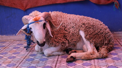 Sardi sheep inside traditional Moroccan home for Eid al-Adha © Azedine