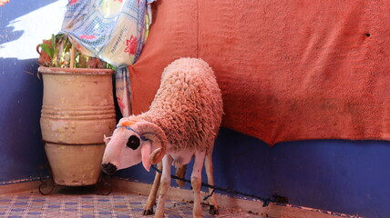 Sardi sheep inside traditional Moroccan home for Eid al-Adha © Azedine