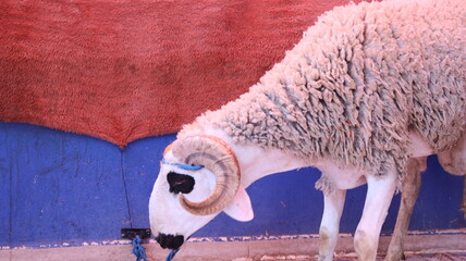 Sardi sheep inside traditional Moroccan home for Eid al-Adha © Azedine