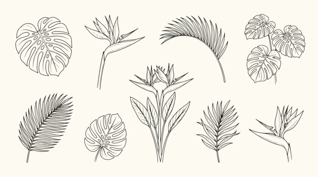Minimalist tropical leaf line art collection, 9 botanical vector elements, monstera and palm frond illustrations, bird of paradise floral sketches