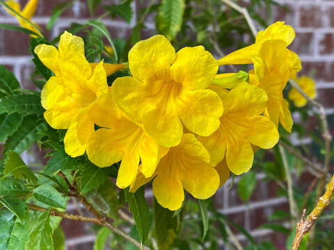 cluster of golden yellow trumpet shaped flowers with leaves, perennial shrub