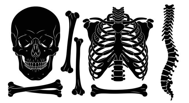 Black skeleton bones on white background.