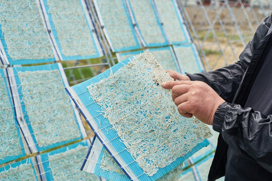 A documentary series captures the traditional Korean process of making dried whitebait sheets. Images show workers spreading fresh silchi on blue frames and sun drying them on large outdoor racks.