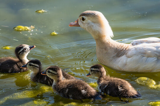 Leucistic wood duck with ducklings