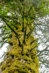 Fototapeta premium Moss covered tree trunk rising through forest canopy with selective focus
