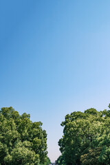 Clear Blue Sky Above Lush Green Trees in Summer