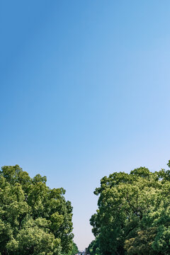 Clear Blue Sky Above Lush Green Trees in Summer