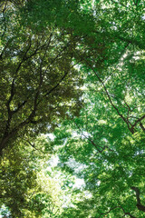 Obraz premium Sunlight Filtering Through Fresh Green Forest Canopy