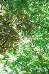 Fototapeta premium Sunlight Filtering Through Fresh Green Forest Canopy