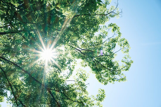 夏の太陽の暑く強い日差し　木々の葉から差し込むさわやかな木漏れ日の光とキラキラの輝く明るい丸ボケと光芒　アウトドア・夏休み・日焼け・バカンス・旅行・洗濯のイメージ背景　