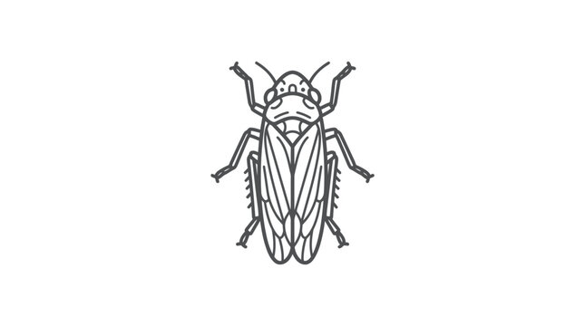 Cicada top view line art illustration.