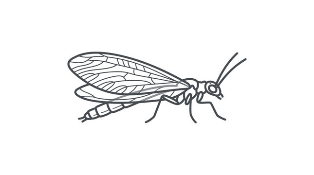 Delicate line art illustration of a mayfly insect.