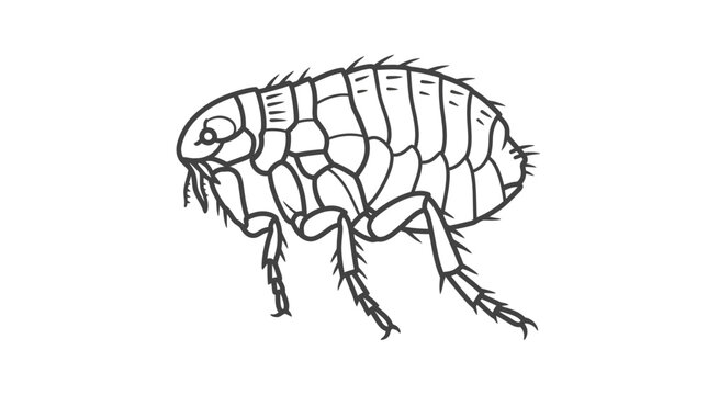 Detailed flea parasite insect line art side view.