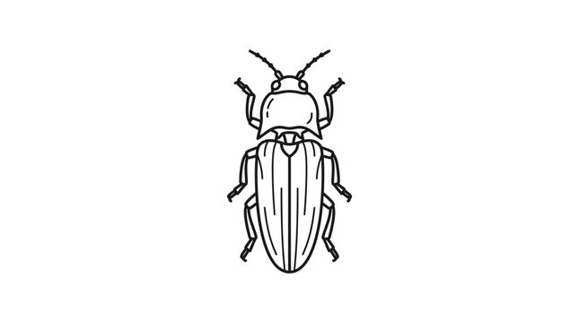 Elongated beetle top view scientific line art illustration.