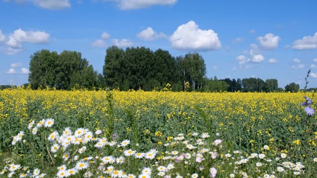 Video of agricultural rapeseed field with daisies and chicory in the foreground. Altai Krai.