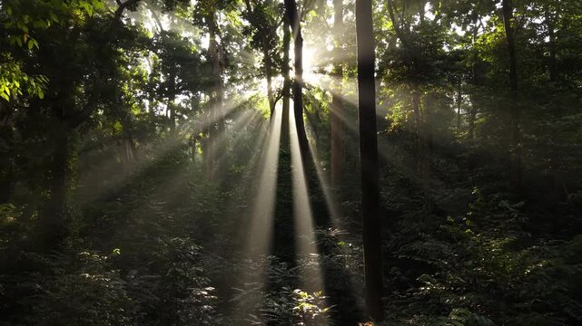 Drone backward revealing shot of morning sunbeams shining through lush green forest trees canopy, cinematic crepuscular sun rays in tropical jungle