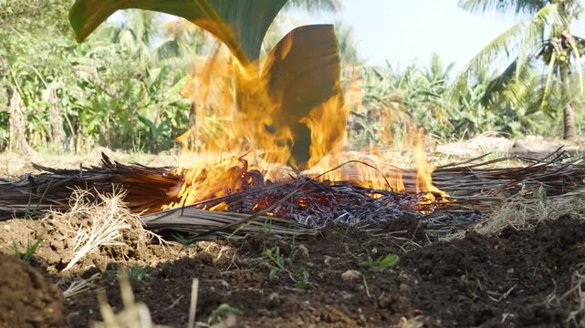 Filipino Heating Banana Leaves for Wrapping Cassava Suman in Cebu Province Philippines