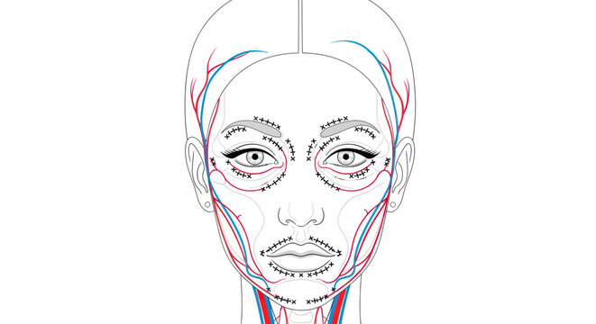 Face Anatomy Diagram Female Illustration.