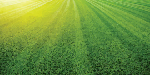 Green grass field background at sunset with background landscape sunlight environment botanical agriculture vegetation freshness parkland greenery © KHADIZA
