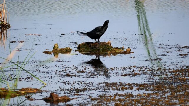 Little cormorant or Javanese cormorant ( Microcarbo niger ) standing and preening on water in wetland, Large black water bird in Khao Sam Roi Yot National Park, Thailand