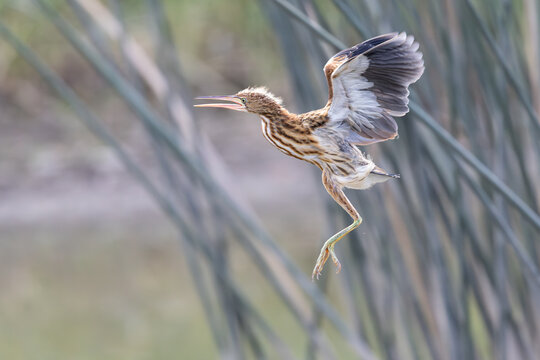great blue heron ardea cinerea