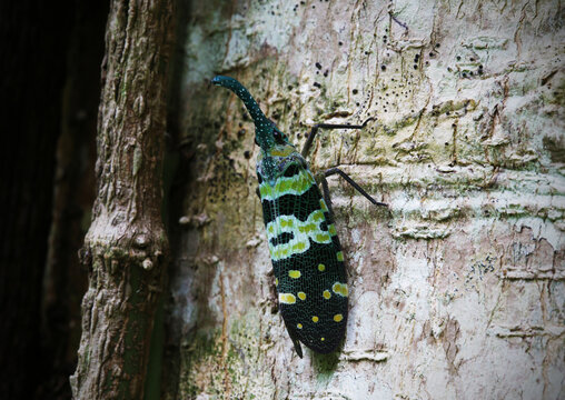 Lanternflies (Lanternfly) are a type of aphid in the family Fulgoridae.