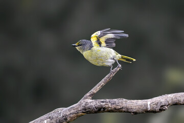 yellow tit on a branch © Bai