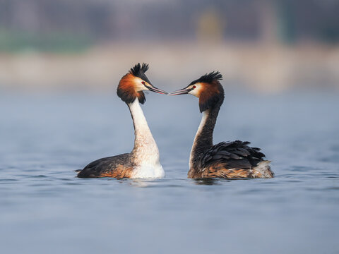 great crested grebe in water