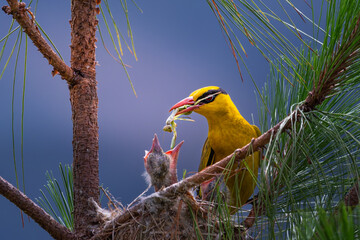 yellow billed hornbill © Bai