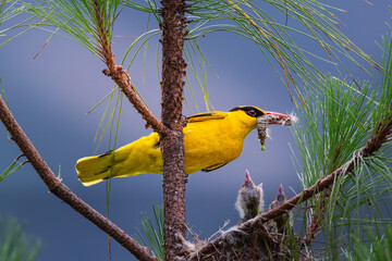 great tit on a branch © Bai