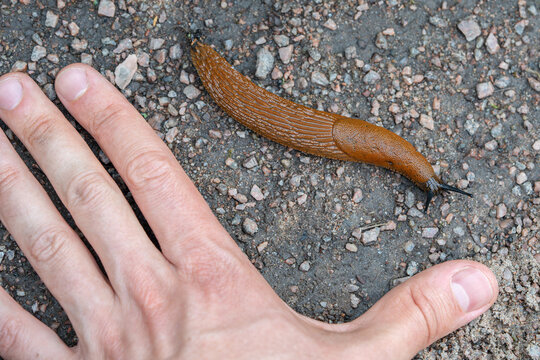 Big Spanish brown slug known as Arion vulgaris or Arion lusitanicus crawling on ground with man hand next to it showing size of pest, invasive species and horticultural and agricultural slug pest.