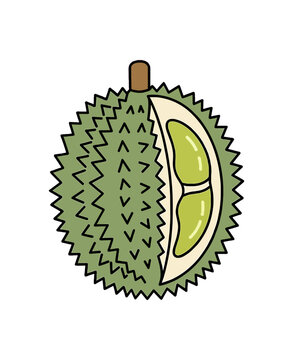 Illustration of a Durian Fruit with a Slice Removed.