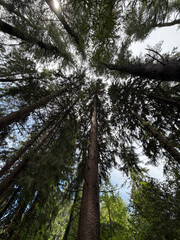 Fototapeta premium tall trees and sky
