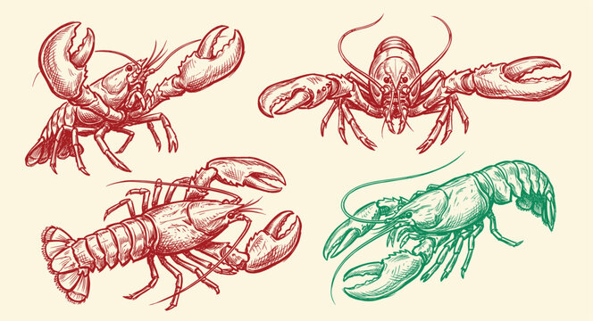 Lobster sea animal engraving vector illustration. Ink sketch of lobster.
