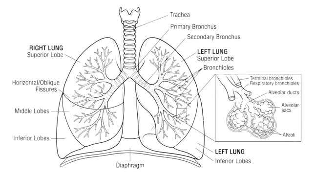A detailed illustration of human lungs and respiratory system with trachea and bronchi