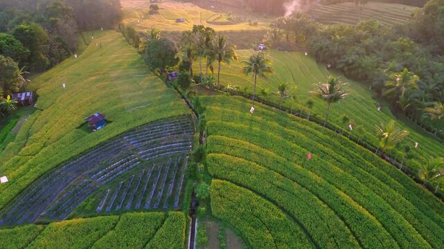 Aerial view of Kemumu rice terraces with lush green fields, palm trees and irrigation canals during golden hour in Arma Jaya, Bengkulu, Indonesia.