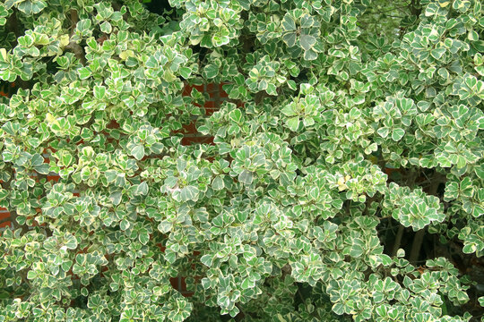Natural plant green white ficus deltoidea garden background