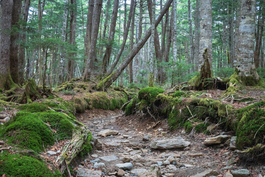 日本：北八ヶ岳／黒曜石が見つかる黒曜の森／長野県佐久穂町・5月
