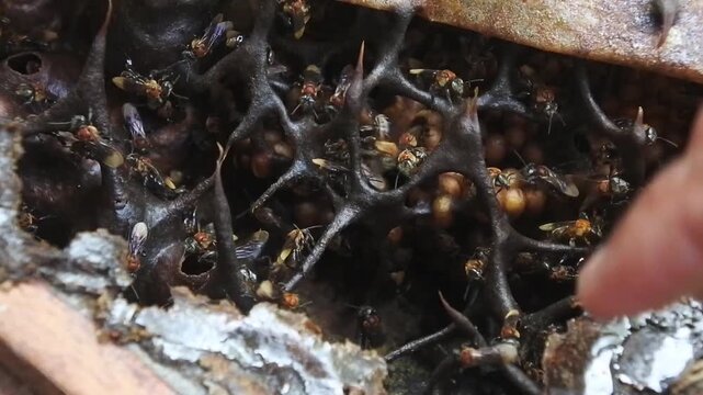 Close up of a stingless bee colony active inside a wooden beehive box, showing the unique black propolis structure and honey pots