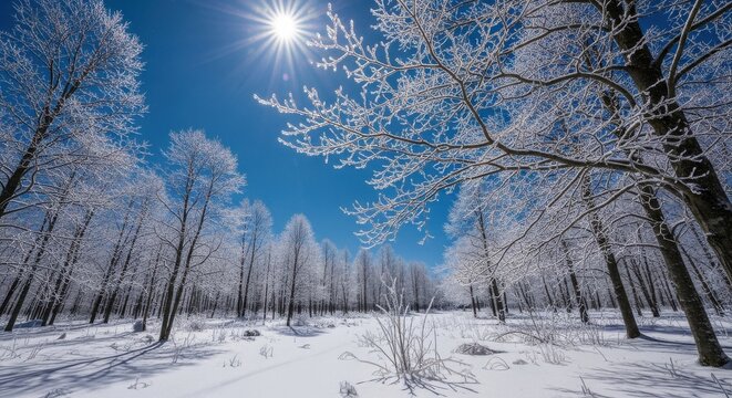 Winter Forest Landscape Under Bright Sunlight