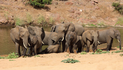Fototapeta premium Afrikanischer Elefant / African elephant / Loxodonta africana