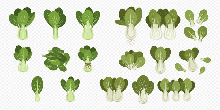 Fresh green bok choy vegetables isolated on a transparent background, perfect for healthy eating designs.