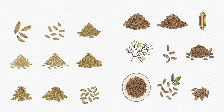 Set of various spice seeds and grains including cumin, fennel, and dill, presented as individual piles and scattered arrangements on a transparent background.