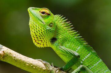Fototapeta premium Common green forest lizard (Calotes calotes) found in Sri Lanka and southern India.