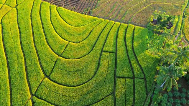 Aerial view of the lush Kemumu rice terraces with curved patterns and tropical vegetation under golden sunlight, Arma Jaya, Bengkulu, Indonesia.