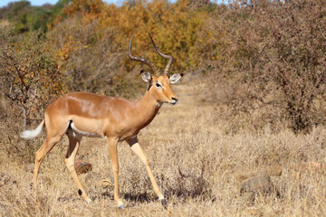 Obraz premium Schwarzfersenantilope / Impala / Aepyceros melampus