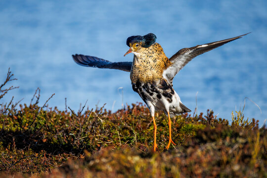Kampfl&auml;ufer (Philomachus pugnax)